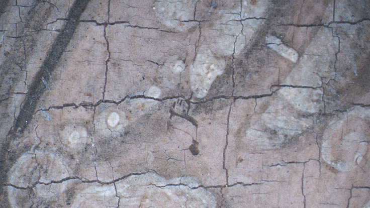 Photomicrograph showing a rectangular craquelure pattern.